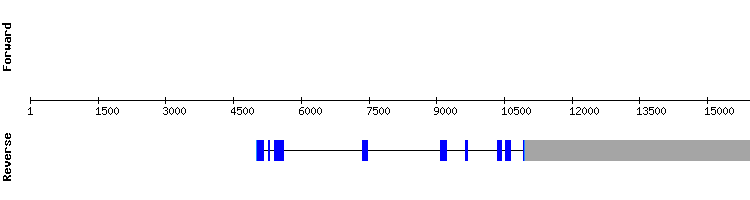 gene structure