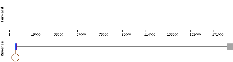 gene structure