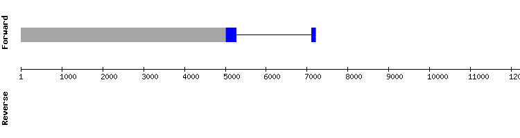 gene structure