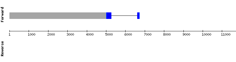 gene structure