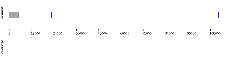 gene structure