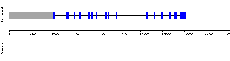 gene structure