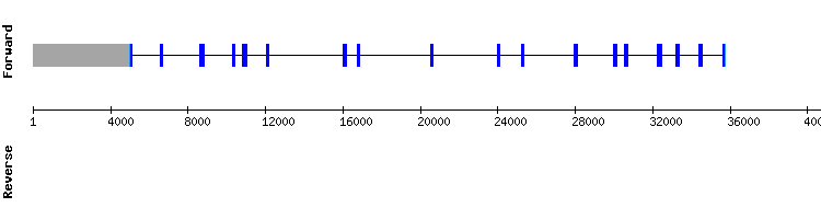 gene structure
