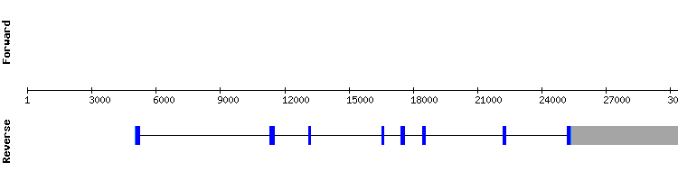 gene structure