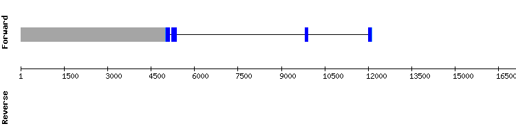 gene structure