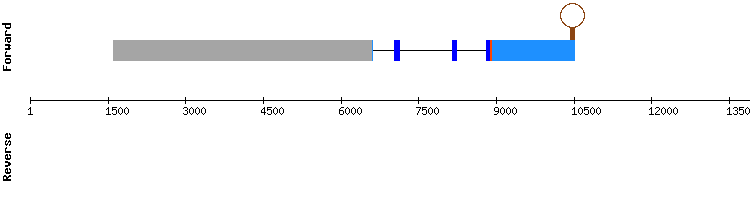 gene structure