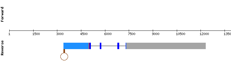 gene structure