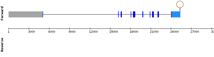 gene structure