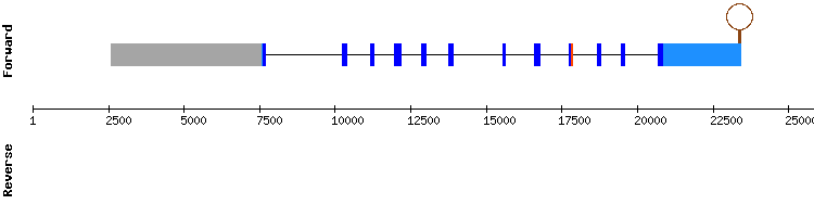 gene structure