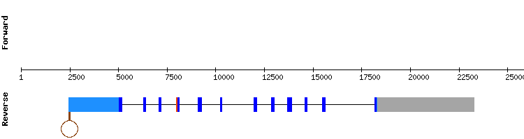 gene structure