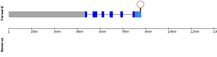 gene structure