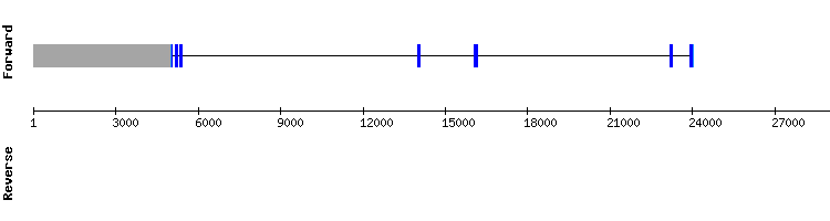 gene structure