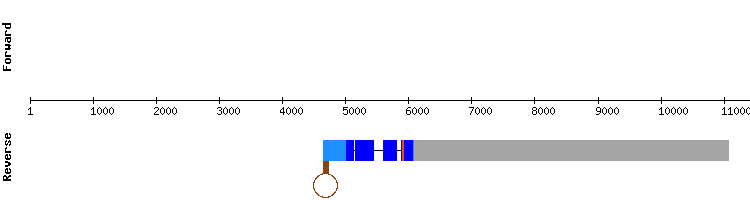 gene structure