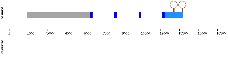 gene structure