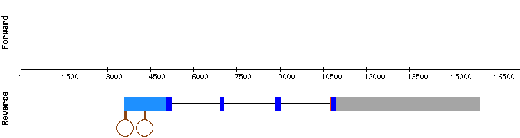 gene structure