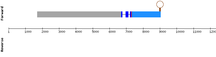 gene structure