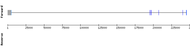 gene structure