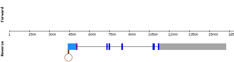 gene structure
