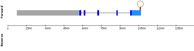 gene structure