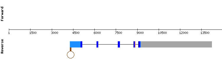 gene structure