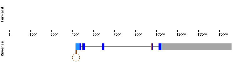 gene structure