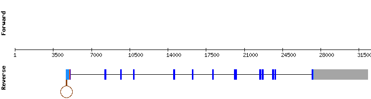 gene structure