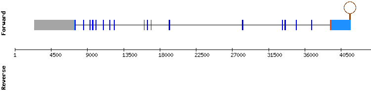 gene structure