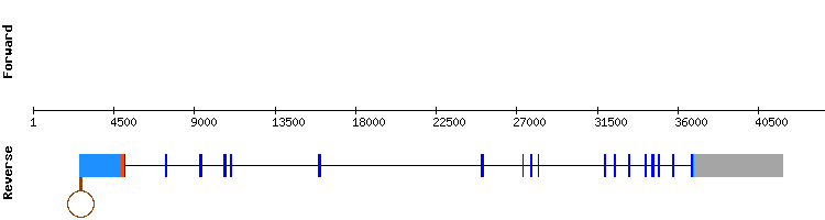 gene structure