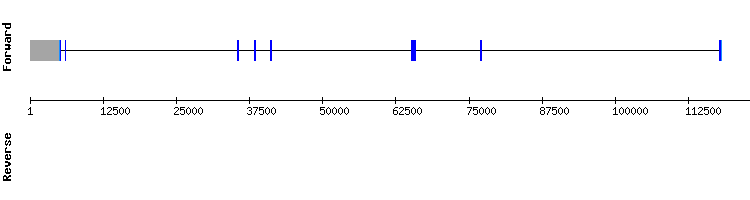 gene structure