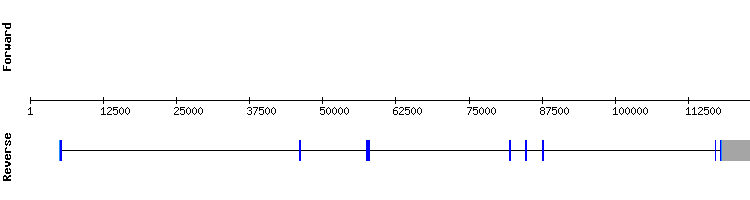 gene structure