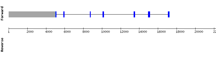 gene structure