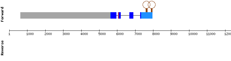 gene structure