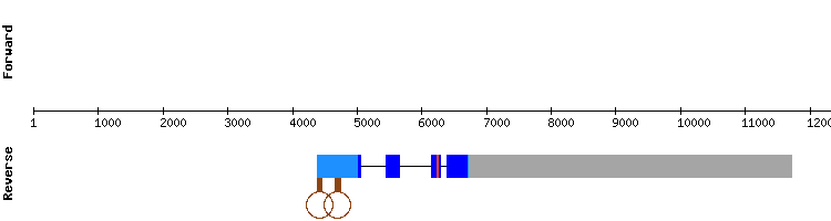 gene structure