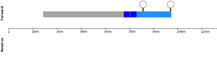 gene structure
