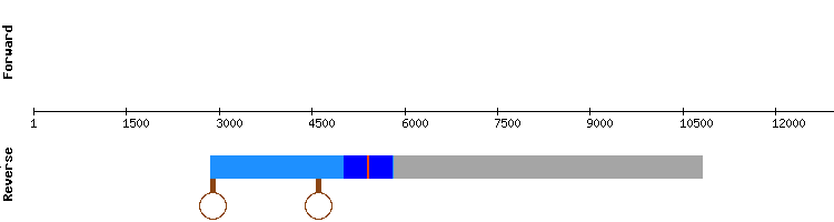 gene structure