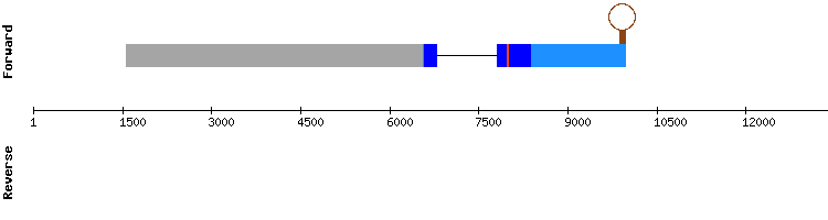 gene structure