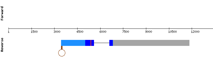 gene structure
