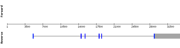 gene structure