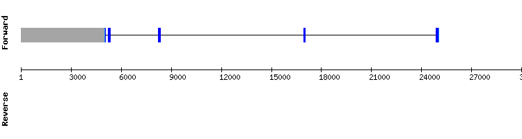 gene structure