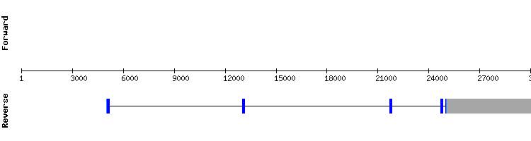 gene structure
