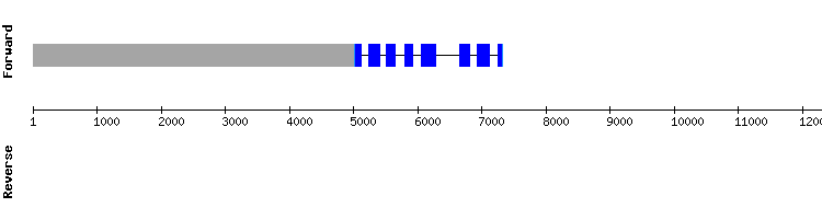 gene structure