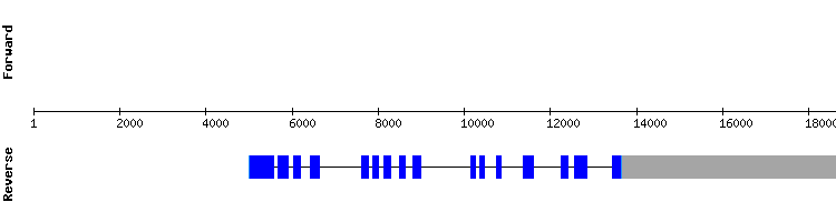 gene structure