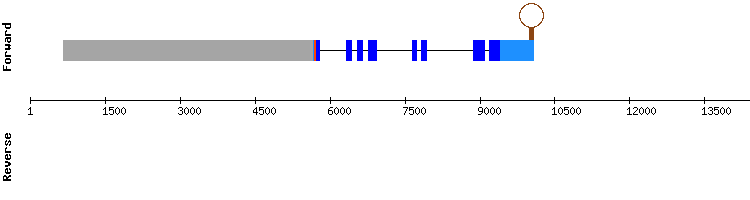 gene structure