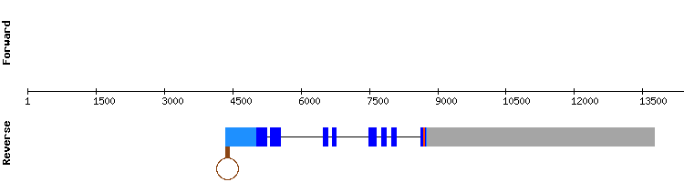 gene structure