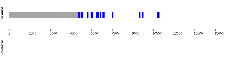 gene structure