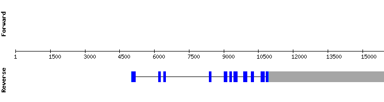 gene structure