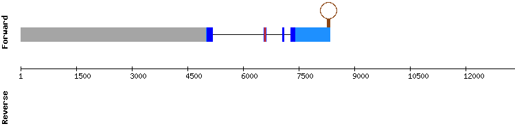 gene structure