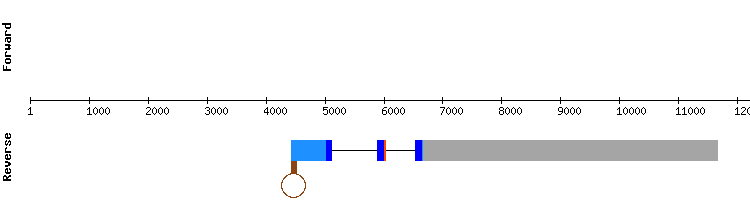 gene structure