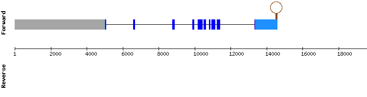 gene structure