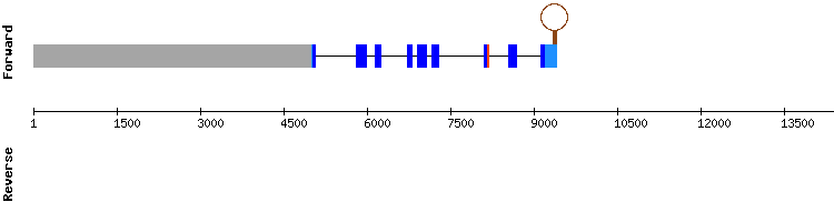 gene structure